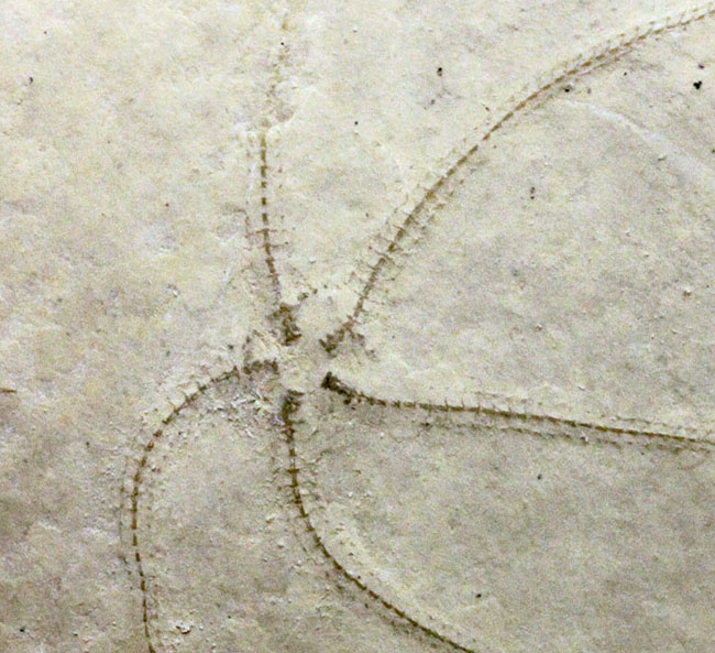 滅多に出会えない、抜群の保存状態のジオコーマ（Geocoma carinata）。ドイツ・ゾルンフォーフェン産のヒトデ化石（その2）