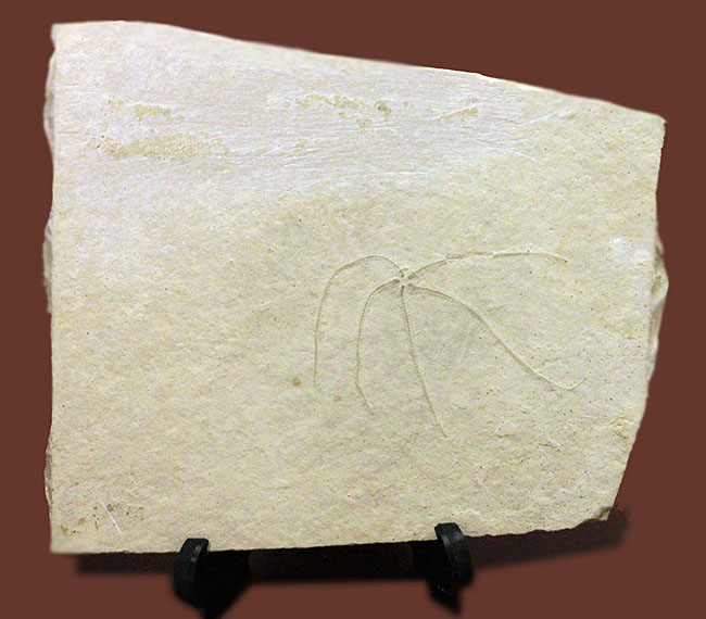 滅多に出会えない、抜群の保存状態のジオコーマ（Geocoma carinata）。ドイツ・ゾルンフォーフェン産のヒトデ化石（その3）