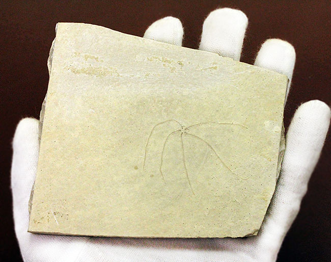 滅多に出会えない、抜群の保存状態のジオコーマ(Geocoma carinata)。ドイツ・ゾルンフォーフェン産のヒトデ化石(その4)