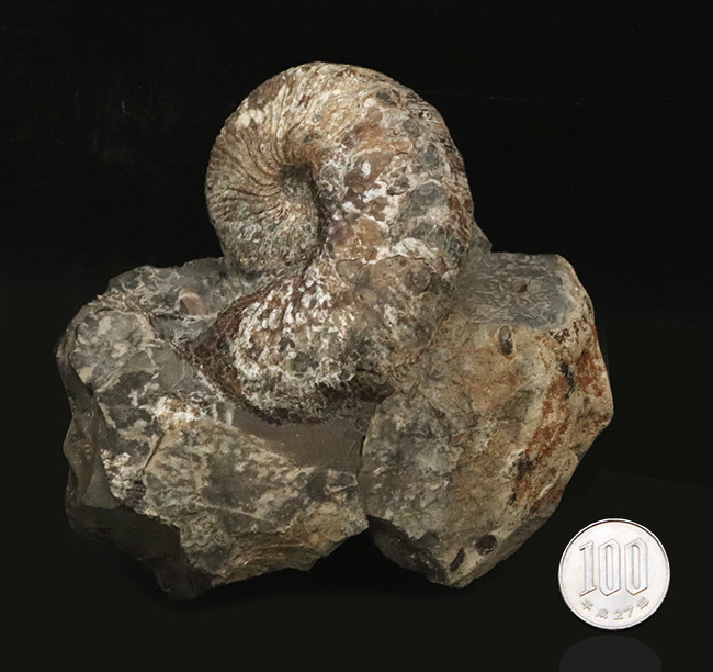 無骨な佇まいが味わい深い！産地詳細不明によりお手頃価格にてご提供