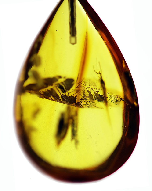ライトアップで黄金色を呈する！バルト海産の虫入り琥珀（Amber）を使ったペンダントトップ（チェーン、高級ジュエリーケース付き。）（その2）