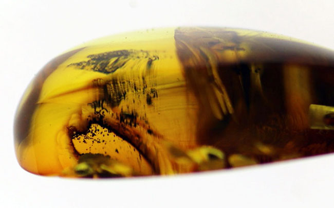 ライトアップで黄金色を呈する！バルト海産の虫入り琥珀（Amber）を使ったペンダントトップ（チェーン、高級ジュエリーケース付き。）（その5）