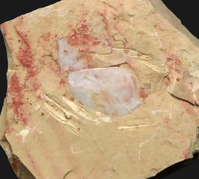 殻の輪郭がクッキリ!最も初期の生物の一つ、ザ・カンブリアモンスター、イソキシス(Isoxys)の良質化石(その1)