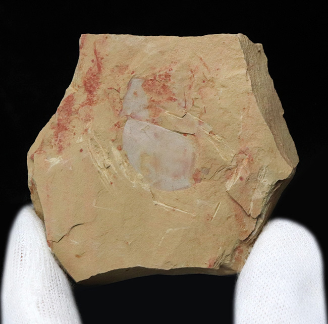 殻の輪郭がクッキリ!最も初期の生物の一つ、ザ・カンブリアモンスター、イソキシス(Isoxys)の良質化石(その2)