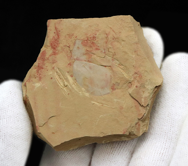 殻の輪郭がクッキリ!最も初期の生物の一つ、ザ・カンブリアモンスター、イソキシス(Isoxys)の良質化石(その3)