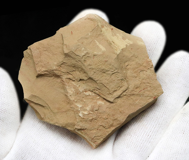 殻の輪郭がクッキリ!最も初期の生物の一つ、ザ・カンブリアモンスター、イソキシス(Isoxys)の良質化石(その5)