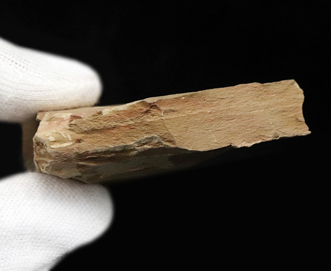 殻の輪郭がクッキリ!最も初期の生物の一つ、ザ・カンブリアモンスター、イソキシス(Isoxys)の良質化石(その6)