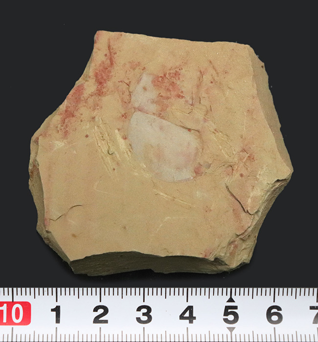 殻の輪郭がクッキリ!最も初期の生物の一つ、ザ・カンブリアモンスター、イソキシス(Isoxys)の良質化石(その7)