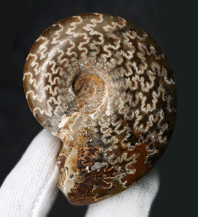 素晴らしい縫合線模様にご注目！マダガスカル産のアンモナイト、クレオニセラス（Cleoniceras）（その1）