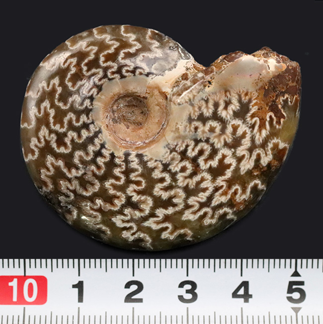 素晴らしい縫合線模様にご注目！マダガスカル産のアンモナイト、クレオニセラス（Cleoniceras）（その6）