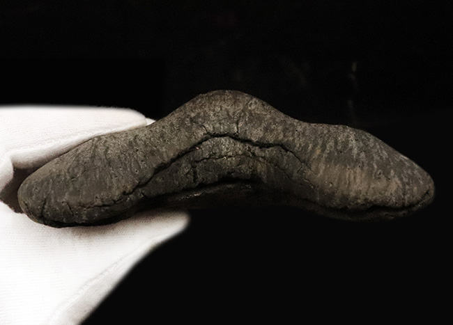 驚愕の442g！サイズ、保存状態、左右対称性、質量感、厚み、色合い、どれをとっても素晴らしい、ほんの一握りのコレクティブアイテム、メガロドン（Carcharocles megalodon）の歯化石（その14）