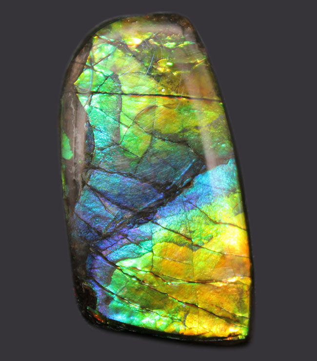 希少色の青を見ることができる高品位のアンモライト（Ammolite）のピースの化石。見る角度によって色合いが変化する高品位化石。