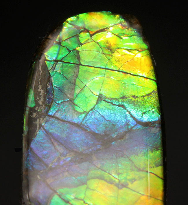 希少色の青を見ることができる高品位のアンモライト（Ammolite）のピースの化石。見る角度によって色合いが変化する高品位化石。（その2）