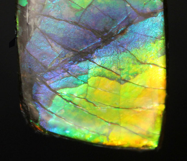 希少色の青を見ることができる高品位のアンモライト（Ammolite）のピースの化石。見る角度によって色合いが変化する高品位化石。（その3）