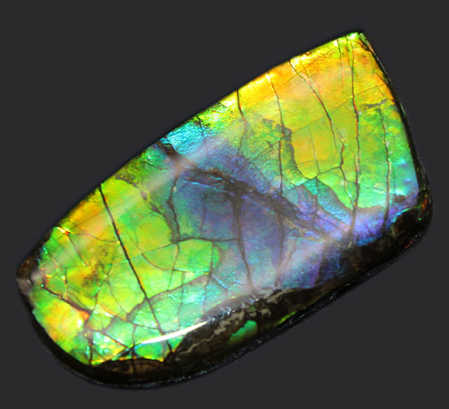 希少色の青を見ることができる高品位のアンモライト（Ammolite）のピースの化石。見る角度によって色合いが変化する高品位化石。（その6）