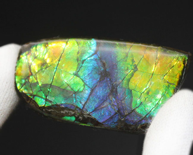 希少色の青を見ることができる高品位のアンモライト（Ammolite）のピースの化石。見る角度によって色合いが変化する高品位化石。（その8）