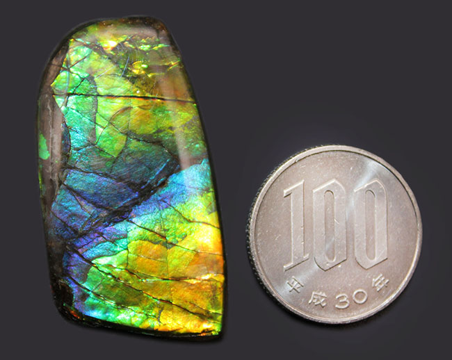希少色の青を見ることができる高品位のアンモライト（Ammolite）のピースの化石。見る角度によって色合いが変化する高品位化石。（その9）