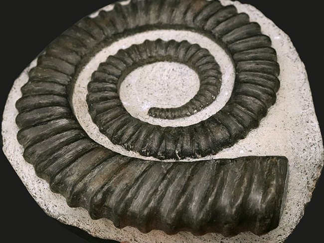黒色巻貝型化石 約15cm 0000000069072_3w7Wn2S.jpg
