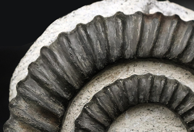 これ以上望めない、パーフェクト標本！古生代デボン紀のゆる巻き