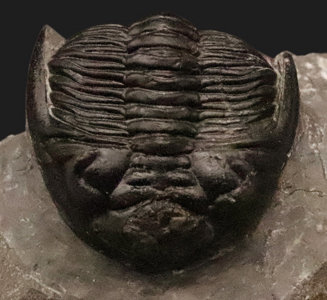 複眼・側棘など精緻に保存された、極上と評して良い、見事なホラルドプス（Hollardops）の化石（その1）