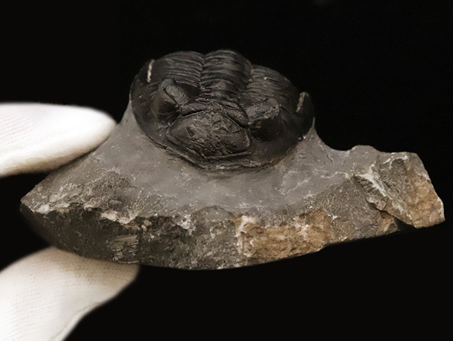 複眼・側棘など精緻に保存された、極上と評して良い、見事なホラルドプス（Hollardops）の化石（その10）