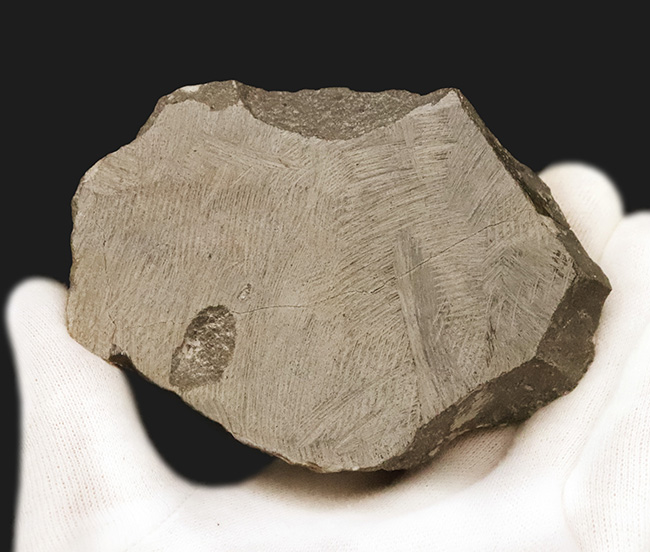 複眼・側棘など精緻に保存された、極上と評して良い、見事なホラルドプス（Hollardops）の化石（その11）