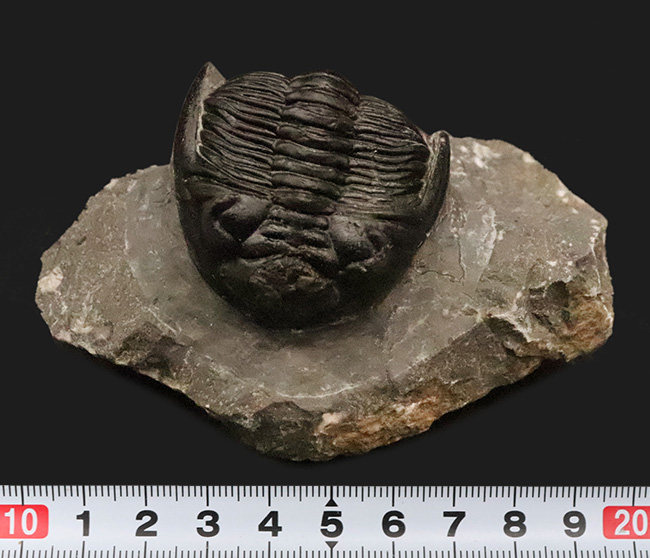 複眼・側棘など精緻に保存された、極上と評して良い、見事なホラルドプス（Hollardops）の化石（その12）