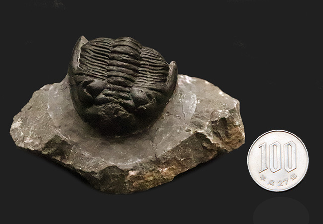 複眼・側棘など精緻に保存された、極上と評して良い、見事なホラルドプス（Hollardops）の化石（その13）