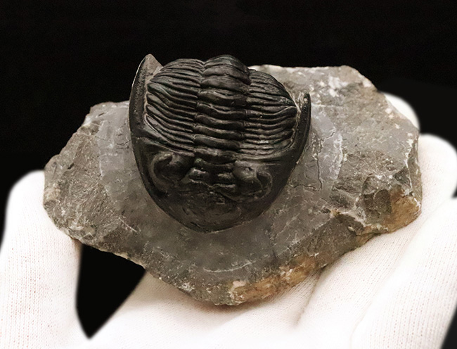 複眼・側棘など精緻に保存された、極上と評して良い、見事なホラルドプス（Hollardops）の化石（その2）