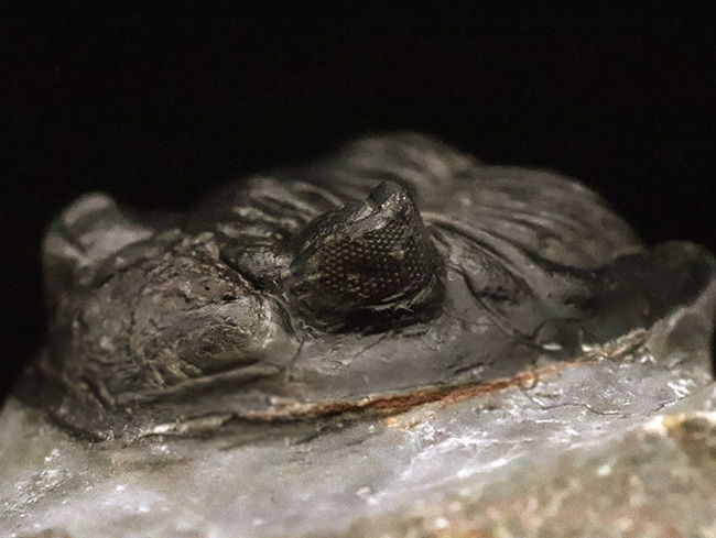 複眼・側棘など精緻に保存された、極上と評して良い、見事なホラルドプス（Hollardops）の化石（その3）