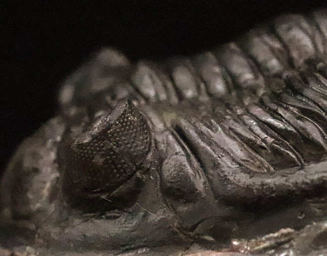 複眼・側棘など精緻に保存された、極上と評して良い、見事なホラルドプス（Hollardops）の化石（その4）