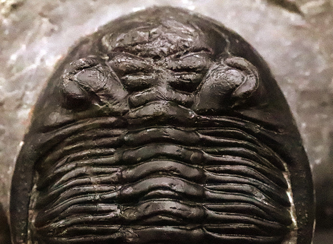 複眼・側棘など精緻に保存された、極上と評して良い、見事なホラルドプス（Hollardops）の化石（その5）