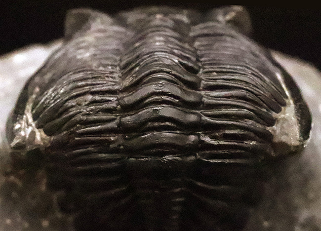 複眼・側棘など精緻に保存された、極上と評して良い、見事なホラルドプス（Hollardops）の化石（その6）