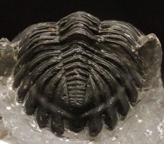 複眼・側棘など精緻に保存された、極上と評して良い、見事なホラルドプス（Hollardops）の化石（その7）