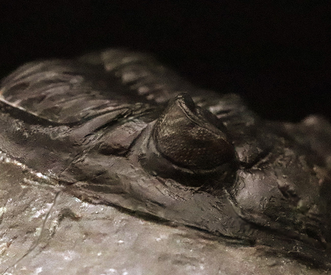 複眼・側棘など精緻に保存された、極上と評して良い、見事なホラルドプス（Hollardops）の化石（その8）