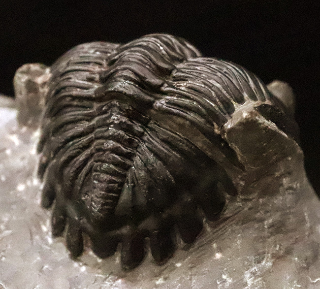 複眼・側棘など精緻に保存された、極上と評して良い、見事なホラルドプス（Hollardops）の化石（その9）