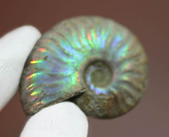 ファーストコレクションにいかがでしょう？マダガスカル産の光るアンモナイト(Ammonite)（その1）