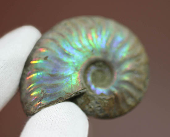 ファーストコレクションにいかがでしょう?マダガスカル産の光るアンモナイト(Ammonite)(その1)