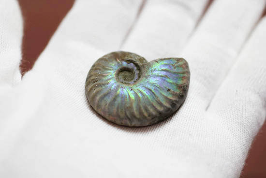 ファーストコレクションにいかがでしょう？マダガスカル産の光るアンモナイト(Ammonite)（その2）