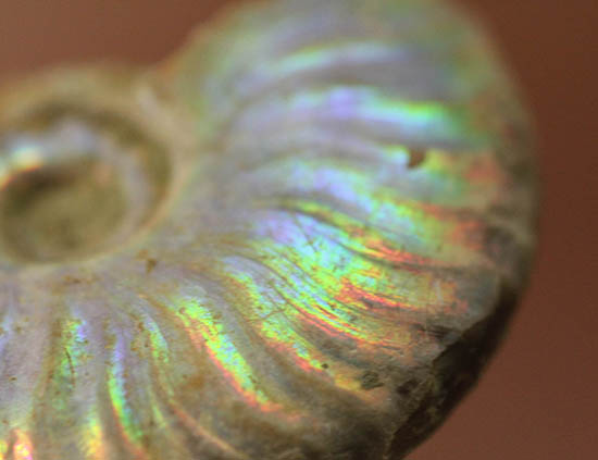 ファーストコレクションにいかがでしょう？マダガスカル産の光るアンモナイト(Ammonite)（その3）