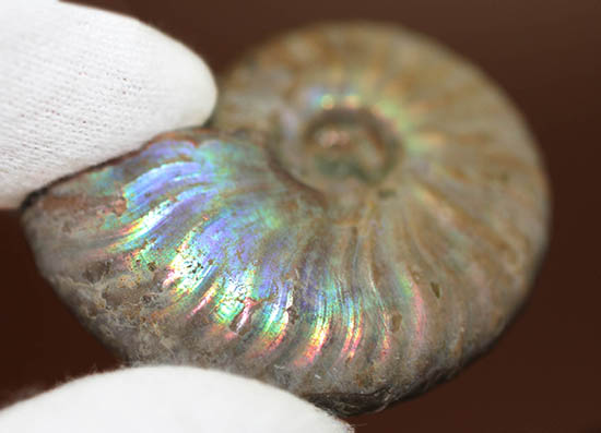 ファーストコレクションにいかがでしょう？マダガスカル産の光るアンモナイト(Ammonite)（その4）