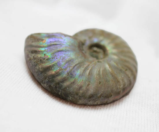 ファーストコレクションにいかがでしょう？マダガスカル産の光るアンモナイト(Ammonite)（その5）