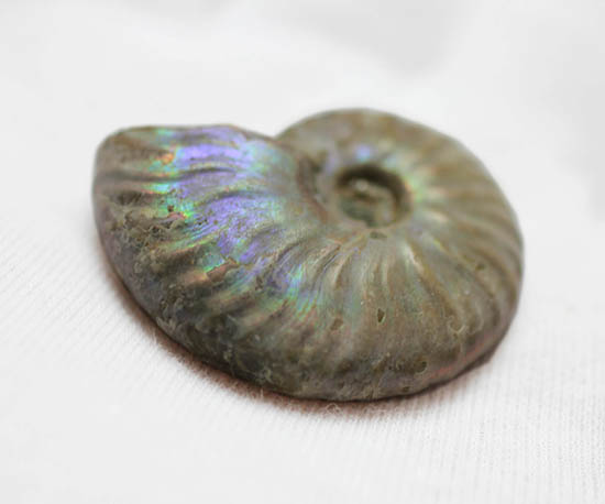 ファーストコレクションにいかがでしょう?マダガスカル産の光るアンモナイト(Ammonite)(その5)