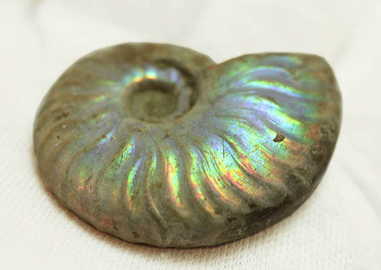 ファーストコレクションにいかがでしょう？マダガスカル産の光るアンモナイト(Ammonite)（その6）