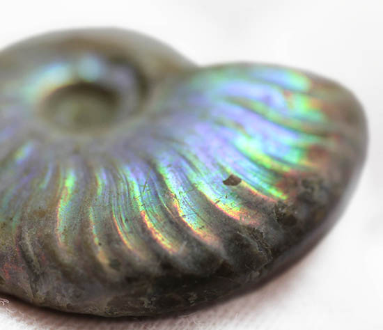 ファーストコレクションにいかがでしょう?マダガスカル産の光るアンモナイト(Ammonite)(その7)