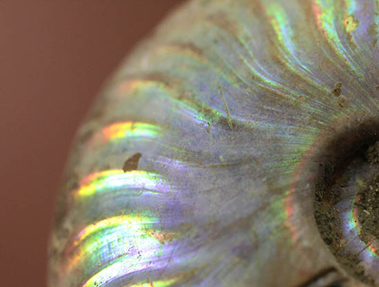 ファーストコレクションにいかがでしょう？マダガスカル産の光るアンモナイト(Ammonite)（その8）