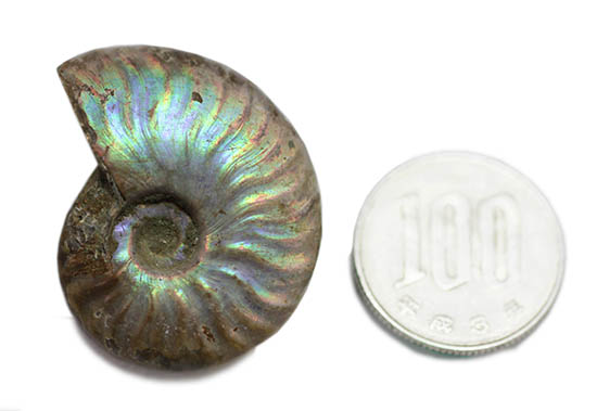 ファーストコレクションにいかがでしょう？マダガスカル産の光るアンモナイト(Ammonite)（その9）