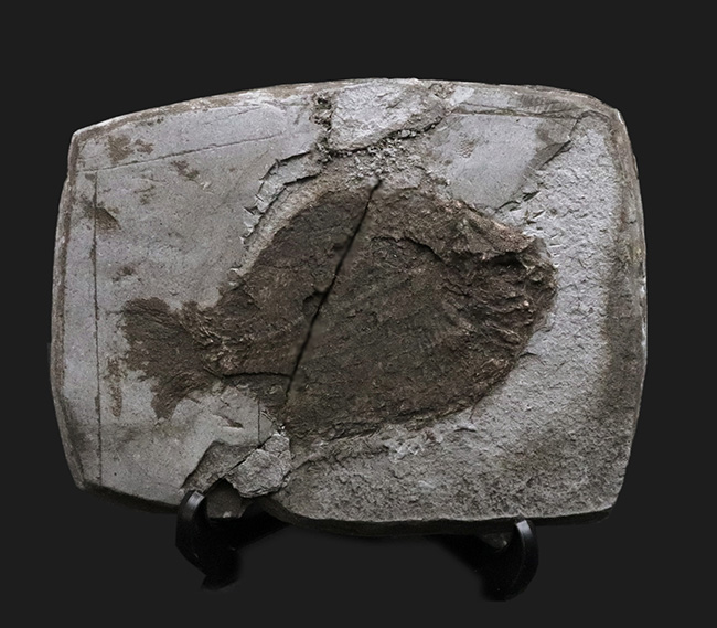 ベリーレア！オールドコレクション！博物館級標本、世界的に名の知れたブランド産地、ドイツ・ホルツマーデンから発見された、非常に希少な古代魚、ダペディウム・プンクテイタム（Dapedium punctatum）の全身化石（その1）