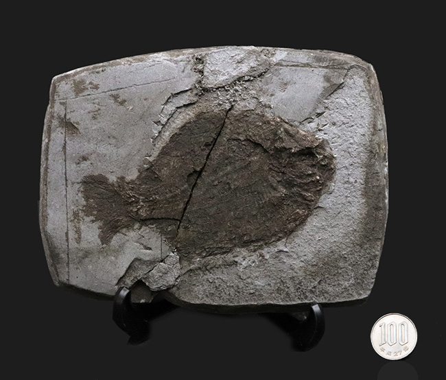 ベリーレア！オールドコレクション！博物館級標本、世界的に名の知れたブランド産地、ドイツ・ホルツマーデンから発見された、非常に希少な古代魚、ダペディウム・プンクテイタム（Dapedium punctatum）の全身化石（その10）