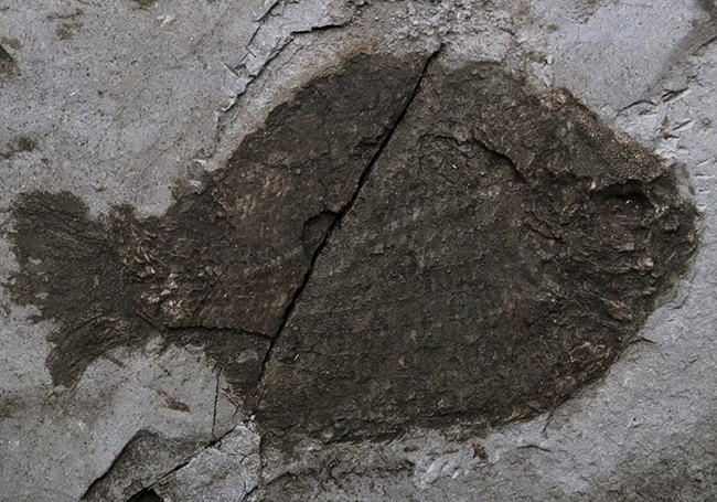 ベリーレア！オールドコレクション！博物館級標本、世界的に名の知れたブランド産地、ドイツ・ホルツマーデンから発見された、非常に希少な古代魚、ダペディウム・プンクテイタム（Dapedium punctatum）の全身化石（その2）